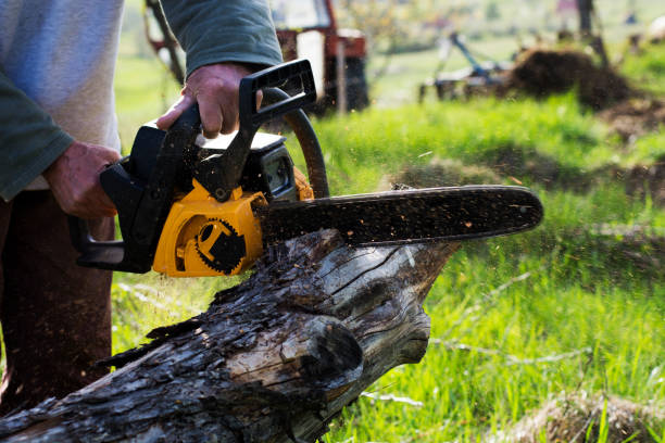 Professional Tree Care in Waialua, HI